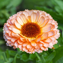 Load image into Gallery viewer, Calendula officinalis &#39;Pink Surprise&#39; Seeds
