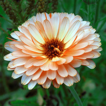 Load image into Gallery viewer, Calendula officinalis &#39;Pink Surprise&#39; Seeds
