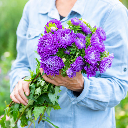 Callistephus 'Dark Blue' Seeds