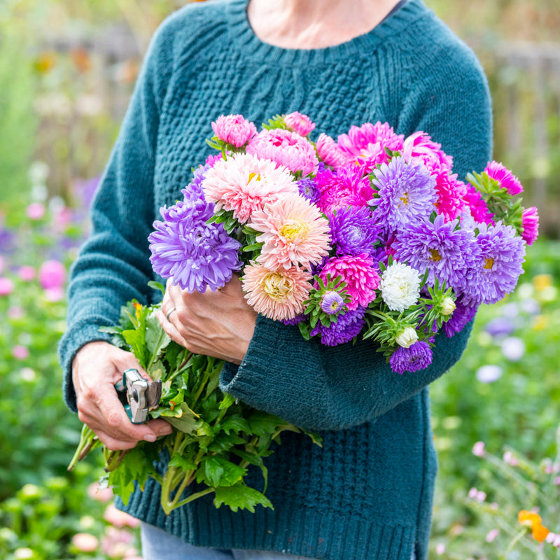 Callistephus 'Duchesse Mix' Seeds
