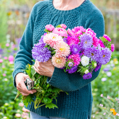 Callistephus 'Duchesse Mix' Seeds