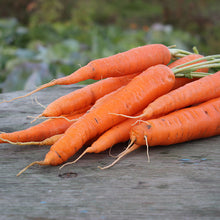 Load image into Gallery viewer, Carrot &#39;Autumn King 2&#39; Seeds
