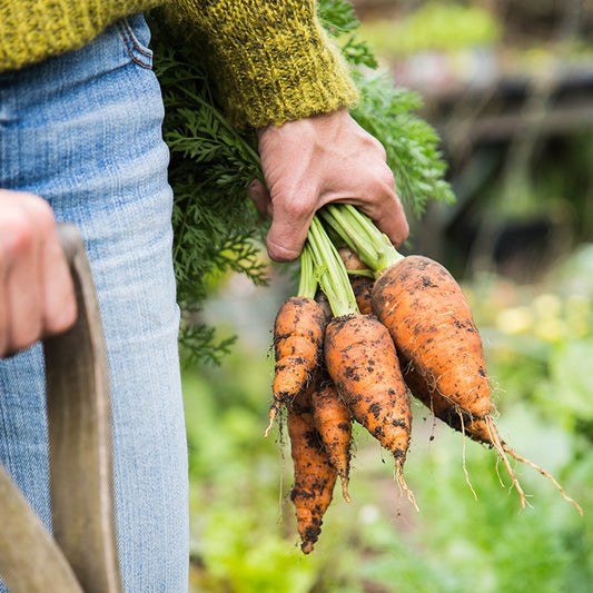 Carrot 'Chantenay' Seeds