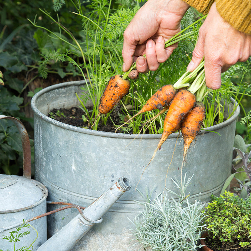Carrot 'Chantenay' Seeds