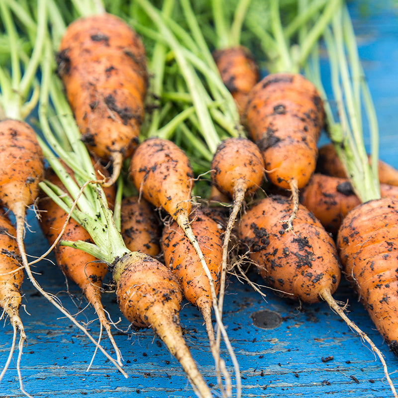 Carrot 'Chantenay' Seeds