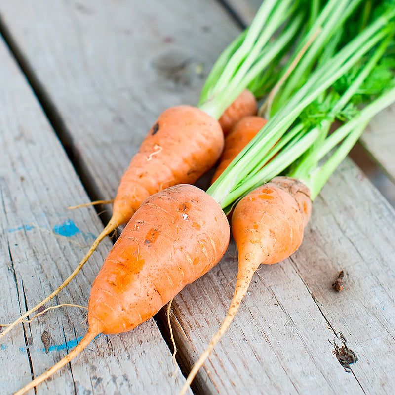 Carrot 'Chantenay' Seeds