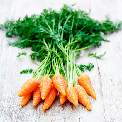Carrot 'Chantenay' Seeds