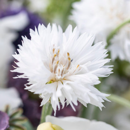 Centaurea cyanus 'Ball White' Seeds