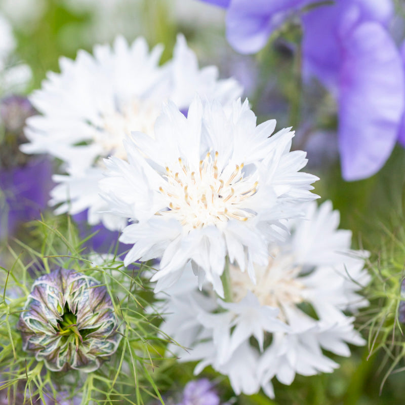 Centaurea cyanus 'Ball White' Seeds