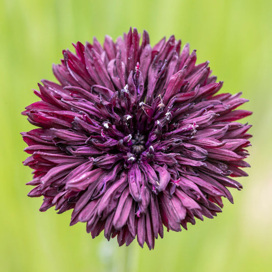 Centaurea 'Black Ball' (Cornflower) Seeds