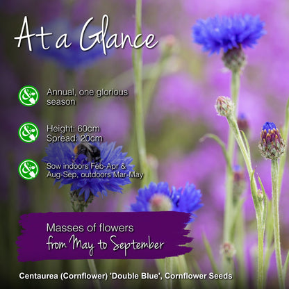 Centaurea 'Double Blue' (Cornflower) Seeds