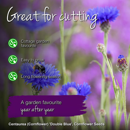 Centaurea 'Double Blue' (Cornflower) Seeds