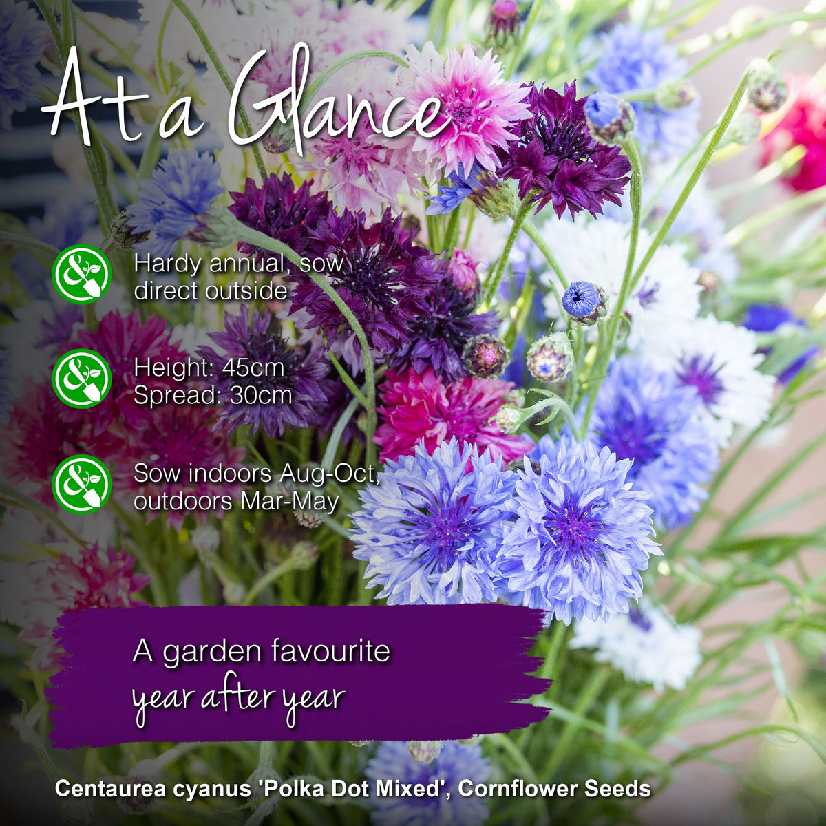Centaurea cyanus 'Polka Dot Mixed' Seeds