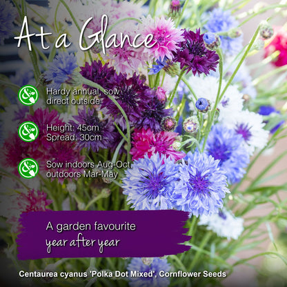 Centaurea cyanus 'Polka Dot Mixed' Seeds
