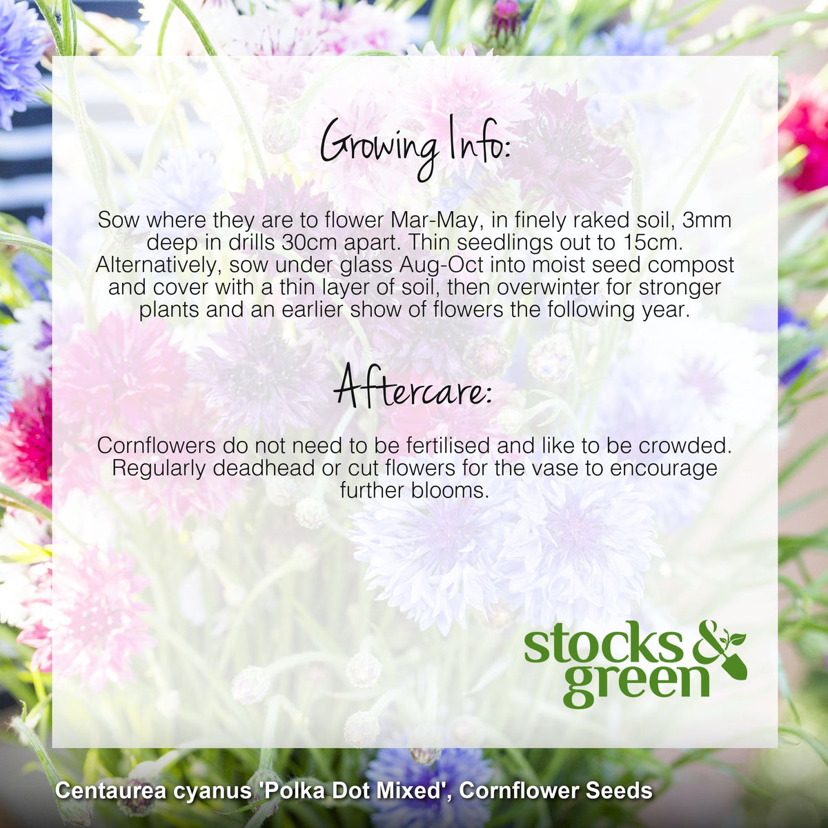 Centaurea cyanus 'Polka Dot Mixed' Seeds
