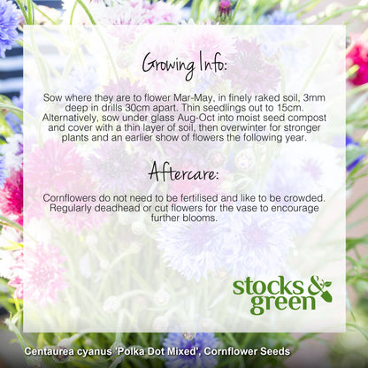 Centaurea cyanus 'Polka Dot Mixed' Seeds