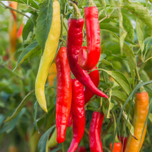 Load image into Gallery viewer, Chilli &#39;De Cayenne&#39; Seeds
