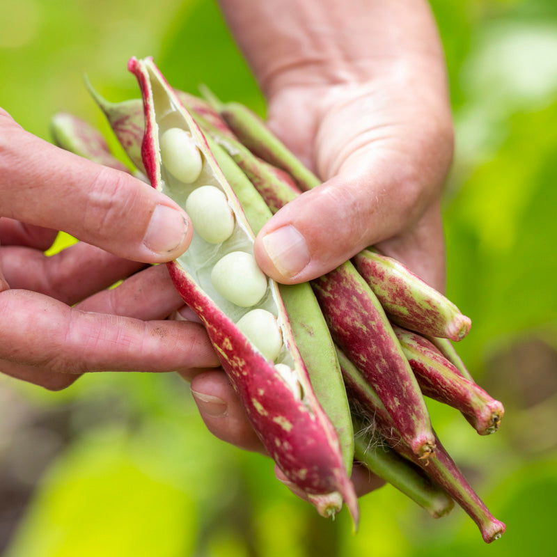 Climbing Beans - 'Borlotto Lingua di Fuoco 2' Seeds