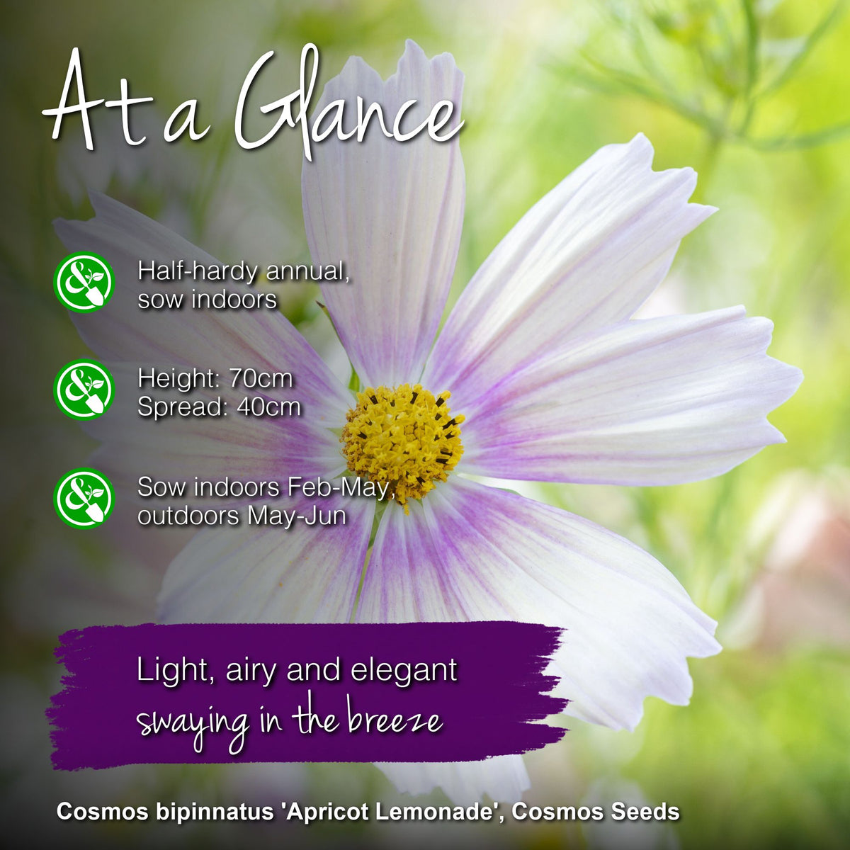 Cosmos bipinnatus 'Apricot Lemonade' Seeds