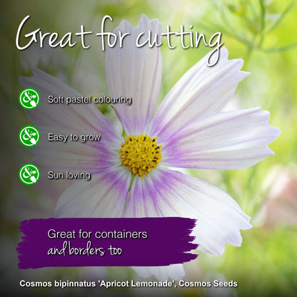 Cosmos bipinnatus 'Apricot Lemonade' Seeds