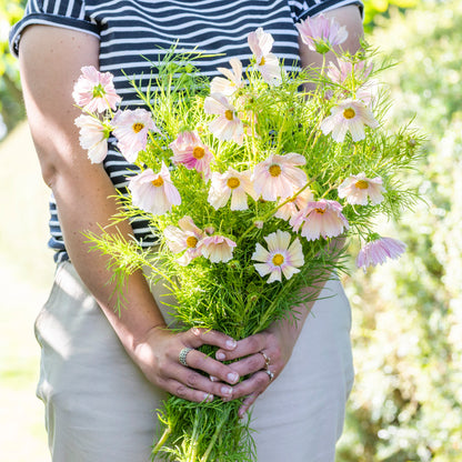 Cosmos bipinnatus 'Apricot Lemonade' Seeds