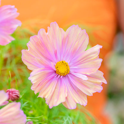 Cosmos bipinnatus 'Apricotta' Seeds