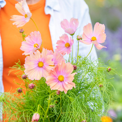 Cosmos bipinnatus 'Apricotta' Seeds