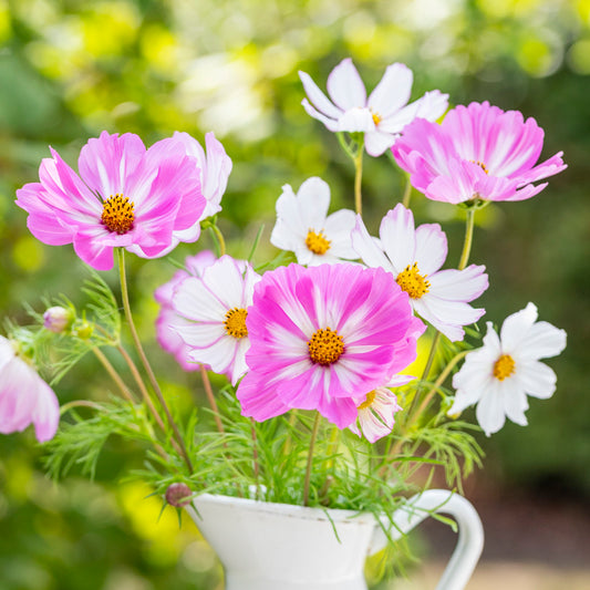 Cosmos bipinnatus 'Cosimo Pink White' Seeds