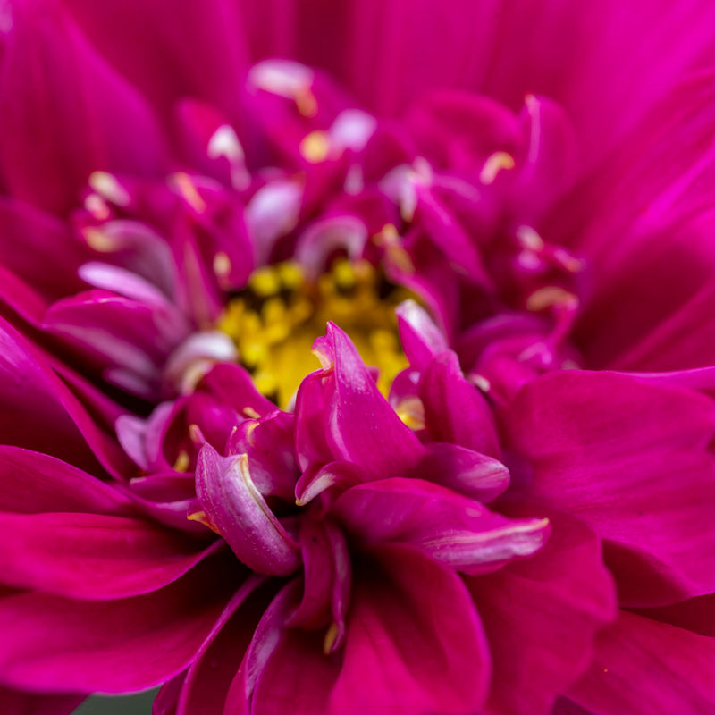 Cosmos 'Double Click Cranberries' Seeds