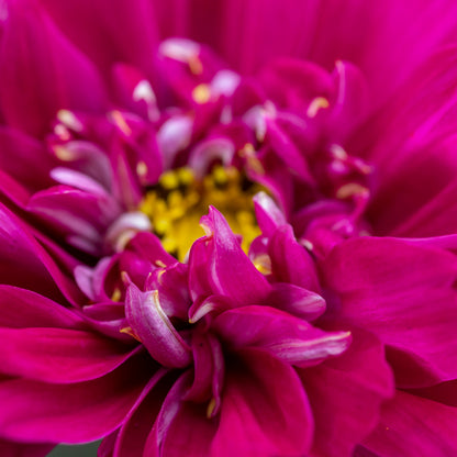Cosmos 'Double Click Cranberries' Seeds