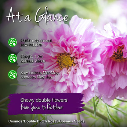 Cosmos 'Double Dutch Rose' Seeds