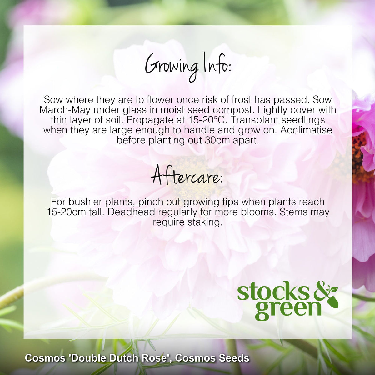 Cosmos 'Double Dutch Rose' Seeds