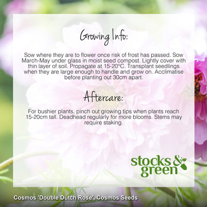 Cosmos 'Double Dutch Rose' Seeds