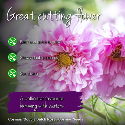 Cosmos 'Double Dutch Rose' Seeds