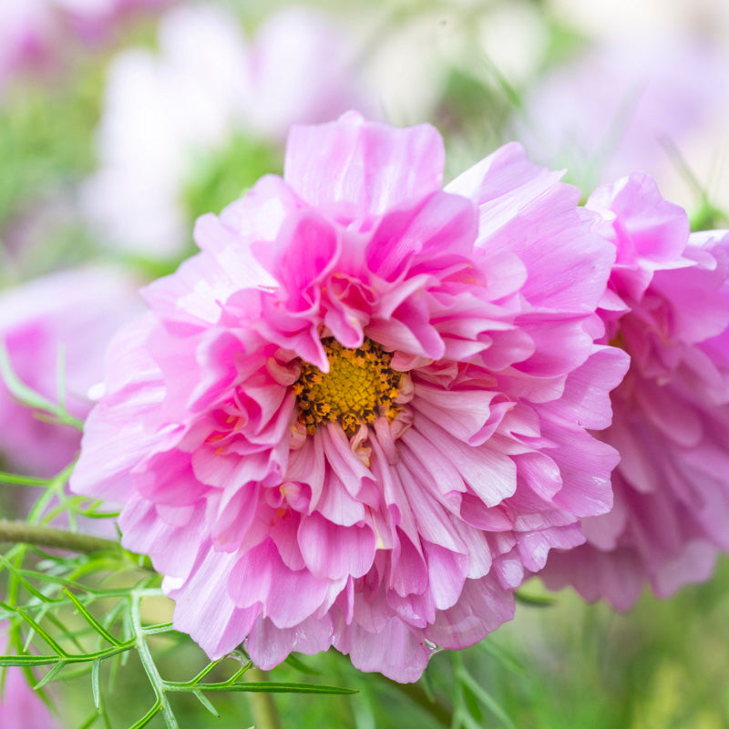 Cosmos 'Double Dutch Rose' Seeds