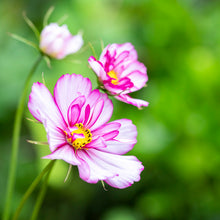 Load image into Gallery viewer, Cosmos &#39;Fizzy Rose Picotee&#39; Seeds
