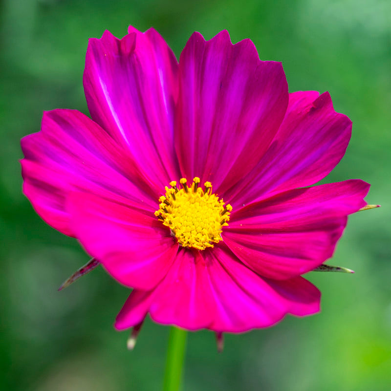 Cosmos 'Rubenza' Seeds