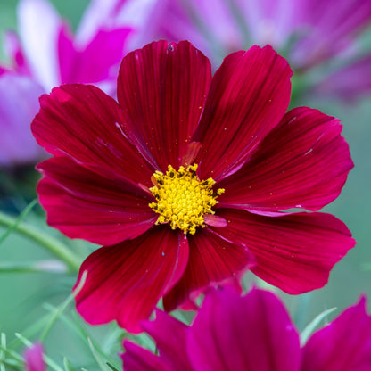 Cosmos 'Rubenza' Seeds