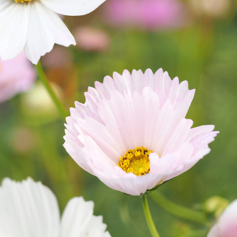 Cosmos 'Cupcakes' Seeds