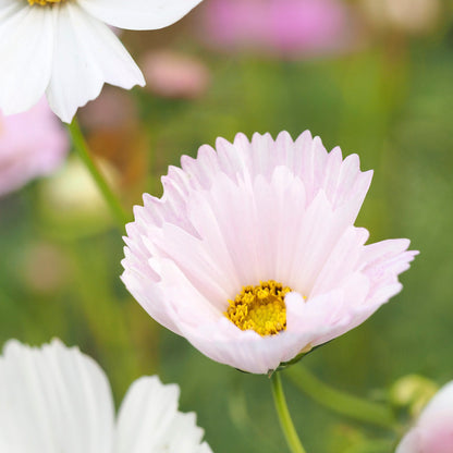 Cosmos 'Cupcakes' Seeds