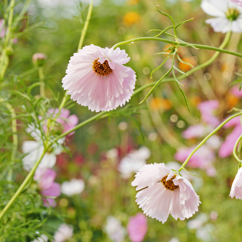 Cosmos 'Cupcakes' Seeds
