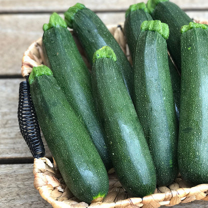 Courgette 'Defender F1' Seeds