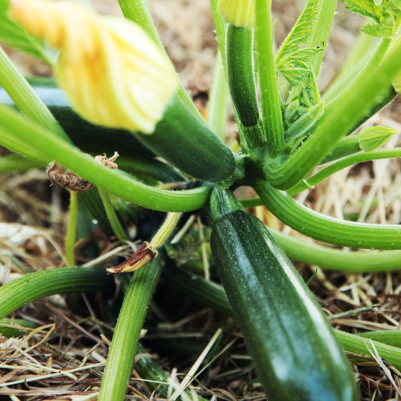 Courgette 'Midnight' F1 Seeds