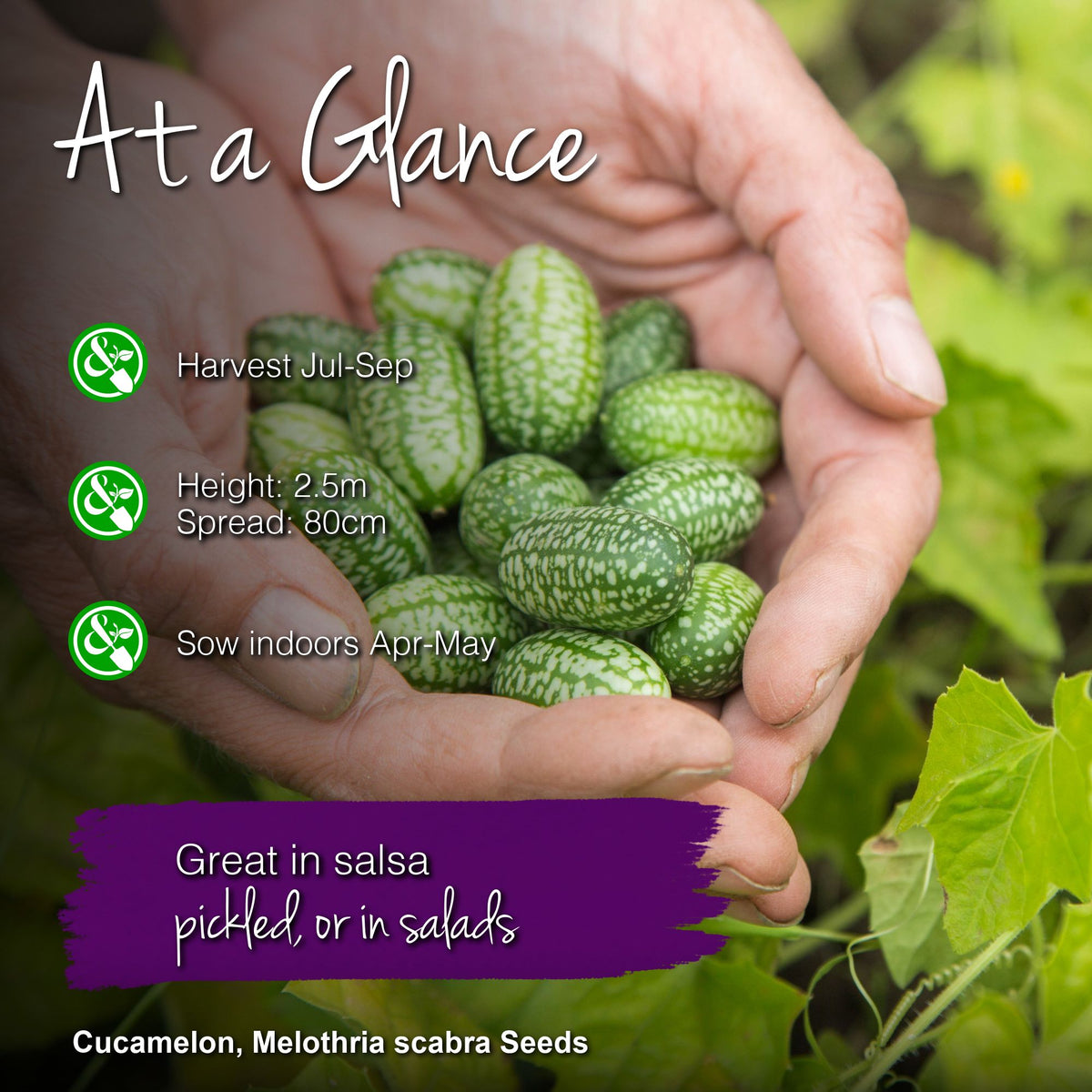 Cucamelon Seeds