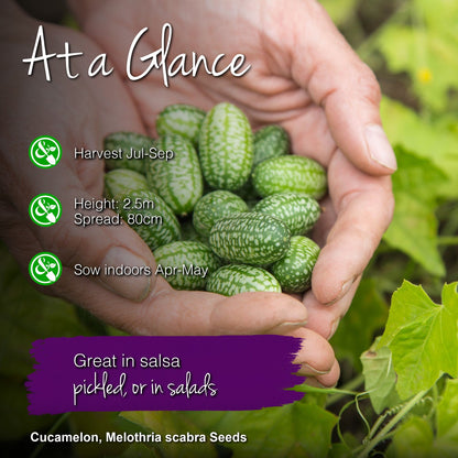 Cucamelon Seeds