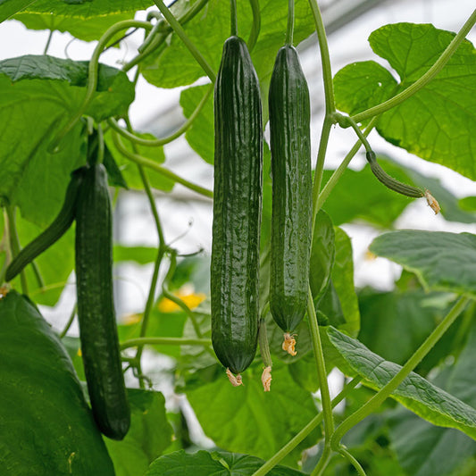 Cucumber 'Burpless Tasty Green F1' Seeds