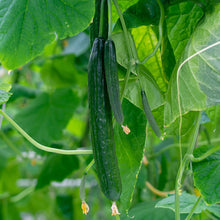 Load image into Gallery viewer, Cucumber &#39;Burpless Tasty Green F1&#39; Seeds
