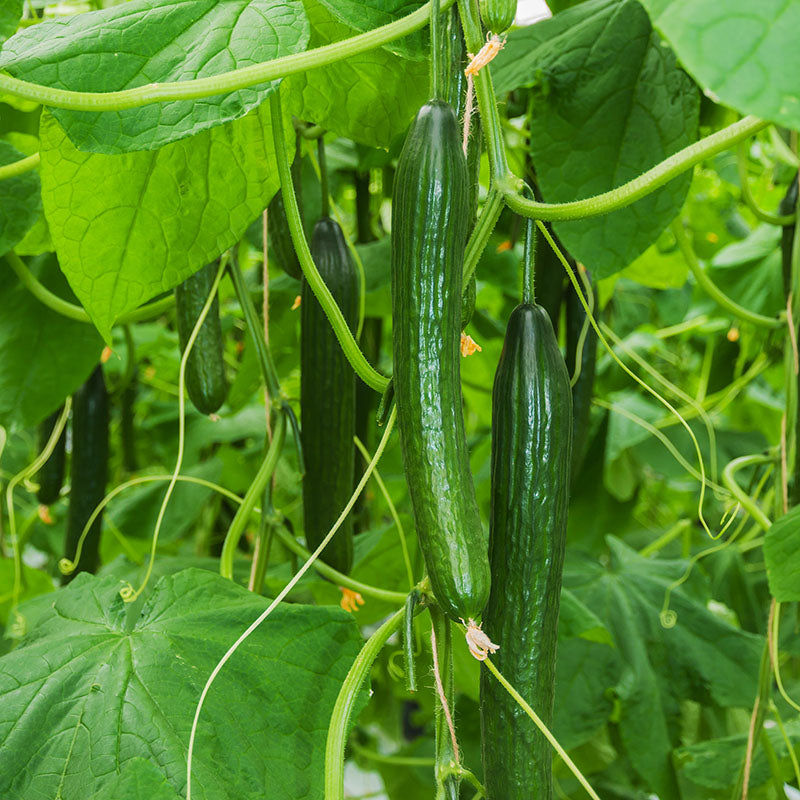 Cucumber 'Carmen' F1 Seeds