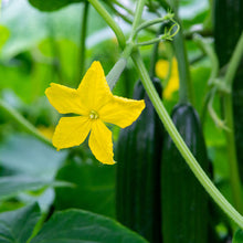 Load image into Gallery viewer, Cucumber &#39;Carmen&#39; F1 Seeds
