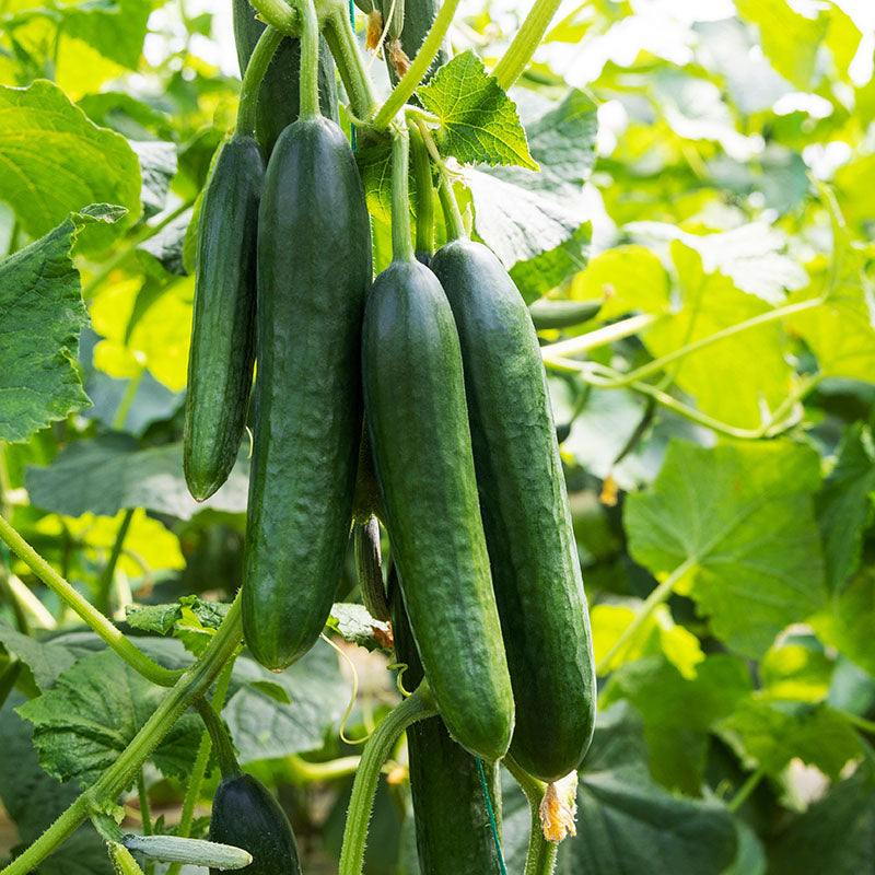 Cucumber 'La Diva' Seeds Stocks & Green